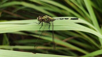a dragonfly is perched on a green leaf in the grass photo