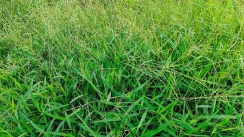 a field of tall grass with a few weeds photo