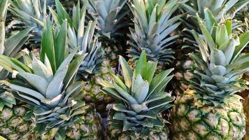 pineapples are in a row in a market photo