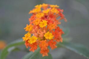 Yellow and orange lantana. photo