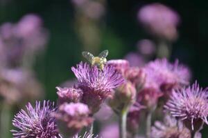 Bee flying over a purple flower. photo