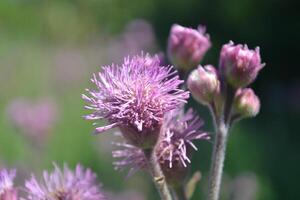 Purple flowers blooming in the field. photo