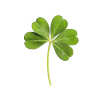 Isolated green leaf clover on isolated for st patrick's day and nature designs transparent background png
