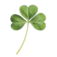 Isolated three leaf clover on isolated for st patrick's day luck and irish heritage symbol transparent background png