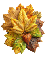 Fall Leaves Display in Warm Tones Transparent Background png
