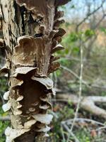 Bracket fungi growing on a tree trunk in a natural environment photo