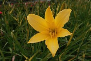 a beautiful flower with yellow petals in the garden photo