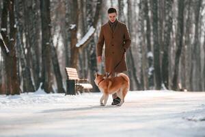 Walking forward. Man is with ,his akita inu dog outdoors in the park at winter photo