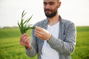 Holding wheat. Handsome young man is on agricultural field photo