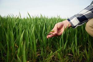Hand of man is touching the wheat that ,is ,growing in the agricultural field photo