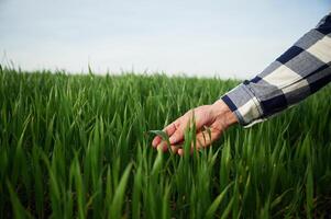 Hand of man is touching the wheat, that is growing in the agricultural field photo