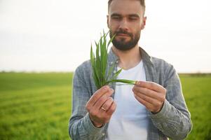 Holding wheat., Handsome young man is on agricultural field photo