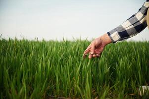 Hand of man is touching the ,,wheat that is growing in the agricultural field photo
