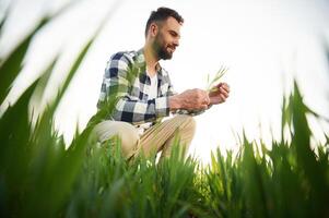 View from ,below. Sitting and checking quality of the wheat. Handsome young man is on agricultural field photo
