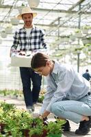 Man ,in straw, hat is holding box with plants. Florist woman is working in bright greenhouse photo
