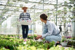 Man ,in straw hat is holding box, with plants. Florist woman is working in bright greenhouse photo