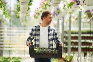 Sunny, weather. With box of plants., Florist man working in garden center. Successful employee is in a bright greenhouse photo