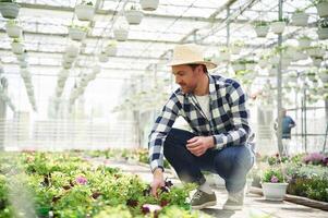 In straw hat. Floris,t man working in garden center. Successful employee is in a bright greenhouse photo