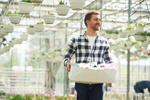 Sunny weather. With box of plants. ,Florist man working in garden center. Successful employee is in a bright greenhouse photo
