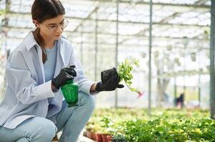Taking, care of plant in pot., Beautiful florist woman is in garden center. Successful employee is in a bright greenhouse photo