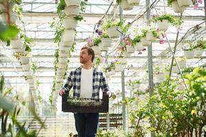 Employee is, working ,in garden center. Successful employee is in a bright greenhouse photo