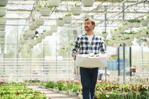 Sunny weather. With box ,of plants. Florist man working in garden center. Successful employee is in a bright greenhouse photo