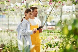 Standing,, using digital tablet. Florist man and woman are working together in bright greenhouse photo