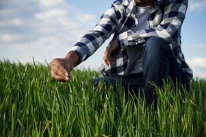 Man's hand touching the grass on the agricultural field photo