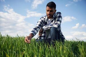 Wheat, is, growing. Touching the grass. Handsome Indian man is on the agricultural field photo
