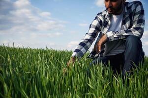 Wheat is growing.. Touching, the grass. Handsome Indian man is on the agricultural field photo