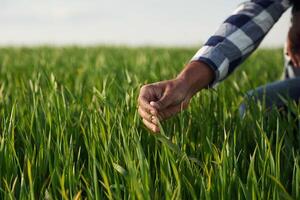 Close up view... Man's ,hand touching the grass on the agricultural field photo