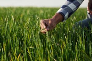 Close, up, view. Man's hand touching the grass on the agricultural field photo