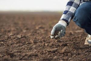 Close up view of man's hand in a glove that is holding soil on the agricultural field photo