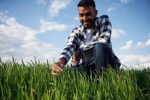 Wheat is growing.. Touching the grass. Handsome Indian man is on the agricultural field photo