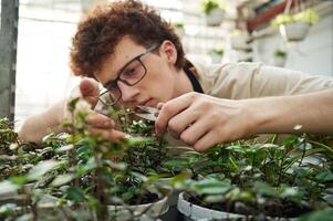 Professional,, worker is taking care of plants. Young man with curly hair and in glasses is in greenhouse photo