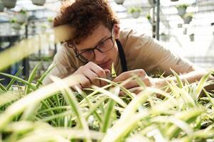 Conception, of ,flowering. Taking care,, of plants. Young man with curly hair and in glasses is in greenhouse photo