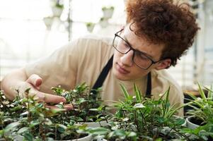 Touching and checking flowers that, are, still in growth. Young man with curly hair and in glasses is in greenhouse photo