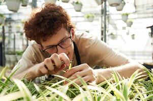 Conception of flowering. Taking ,care of, plants. Young man with curly hair and in glasses is in greenhouse photo