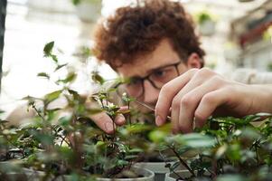 Focused view. Cropping ,the ,plants. Young man with curly hair and in glasses is in greenhouse photo
