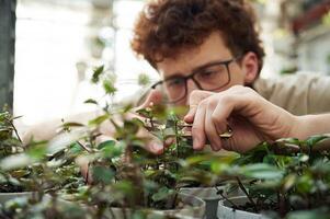 Focused view,. Cropping the plants. Young man with curly hair and in glasses is in greenhouse photo