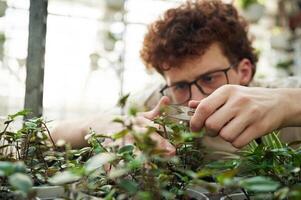 Focused ,view. Cropping ,the plants. Young man with curly hair and in glasses is in greenhouse photo