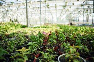 Greenhouse with flowers at sunny daytime photo