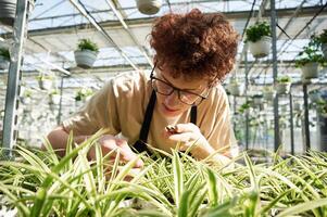 Focused by, cutting, plants. Young man with curly hair and in glasses is in greenhouse photo