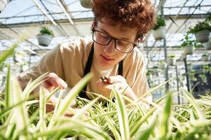 Focused, by cutting plants.. Young man with curly hair and in glasses is in greenhouse photo