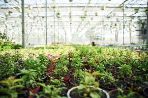 Greenhouse, with flowers at sunny daytime photo
