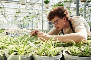 Conception, ,of flowering. Taking care of plants. Young man with curly hair and in glasses is in greenhouse photo