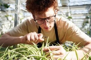 Focused by, cutting plants. Young man with curly hair and in glasses is in greenhouse photo