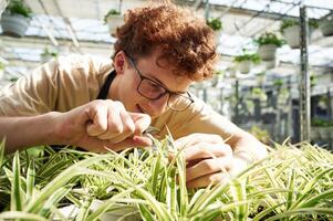 Focused ,,by cutting plants. Young man with curly hair and in glasses is in greenhouse photo
