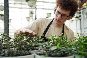 Conception of, flowering. Taking care of plants. Young man with curly hair and in glasses is in greenhouse photo