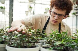Touching,, and checking flowers that are still in growth. Young man with curly hair and in glasses is in greenhouse photo